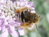 Eucera nigrifacies